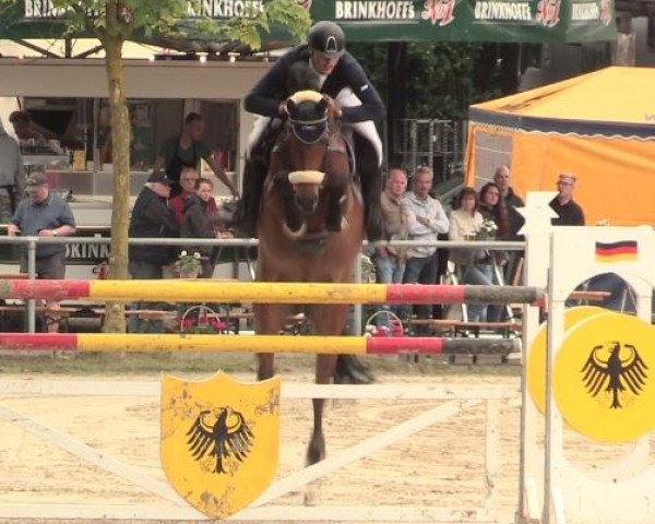 jumper Acorados- S (Holsteiner, 2003, from Acorado I)