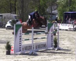 jumper Chacco De Semilly (Oldenburg show jumper, 2007, from Chacco-Blue)