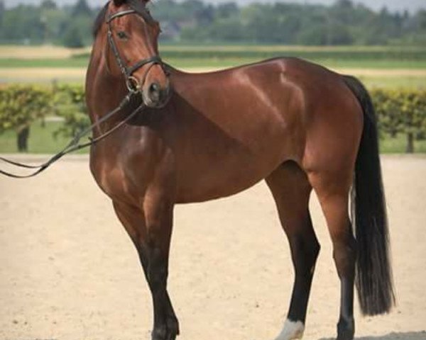 horse Fatharina (Rhinelander, 2006, from Fürst Piccolo)