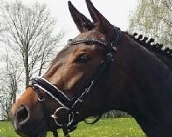 dressage horse Quadrofina 2 (Württemberger, 2012, from Quadrofino)