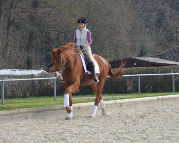 Dressurpferd Rock me Amadeus 7 (Westfale, 2011, von Repertoire 4)