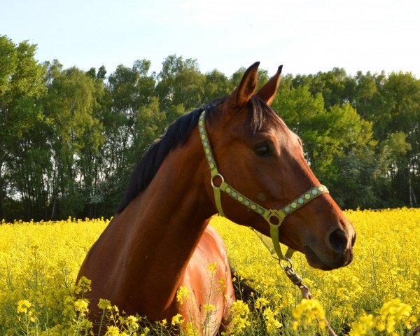 Zuchtstute Josefine 60 (Oldenburger, 2006, von Glock's Johnson Tn)