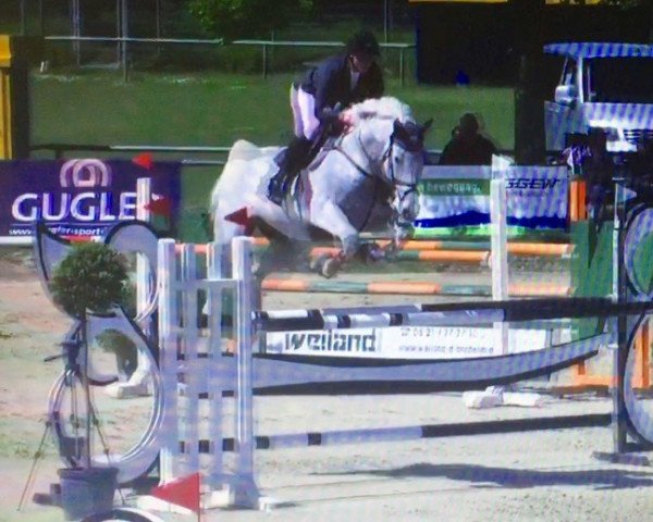 jumper Condor van DE Kooi Z (Zangersheide riding horse, 2006, from Cento Lano)