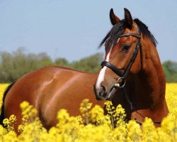 jumper Cavallino Z (Zangersheide riding horse, 2011, from Clarimo Ask)