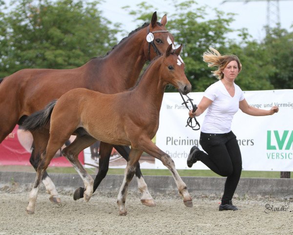 dressage horse Showmaster TR (German Riding Pony, 2016, from Spring Star's Spirit)