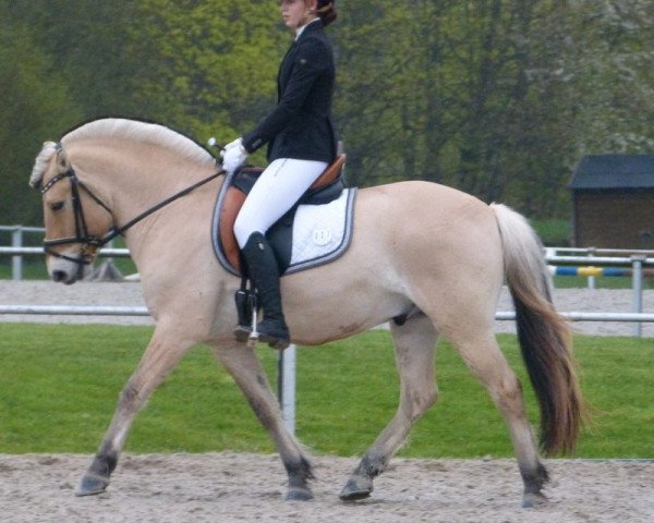 dressage horse Neuensteins Petterson (Fjord Horse, 2009, from Pluto)