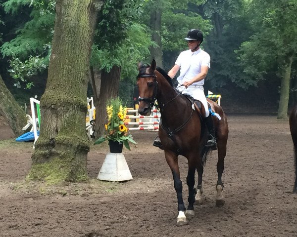 jumper For Power (Hanoverian, 2008, from For Edition)