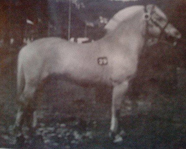 stallion Keisar N.1918 (Fjord Horse, 1981, from Ernarson N.1843) stallion Keisar N.1918 (Fjord Horse, 1981, from Ernarson N.1843)