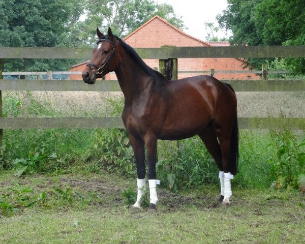 broodmare Larina (Oldenburg, 2012, from Levantino H)