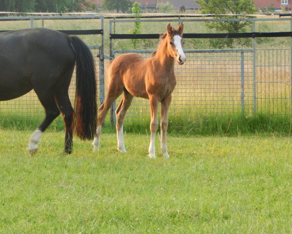 horse Stute von Cosmopolitan D / Black Boy (German Riding Pony, 2016, from Cosmopolitan NRW)