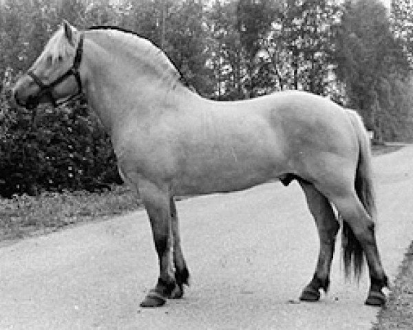 stallion Barstad (Fjord Horse, 1979, from Jærmann N.1788)
