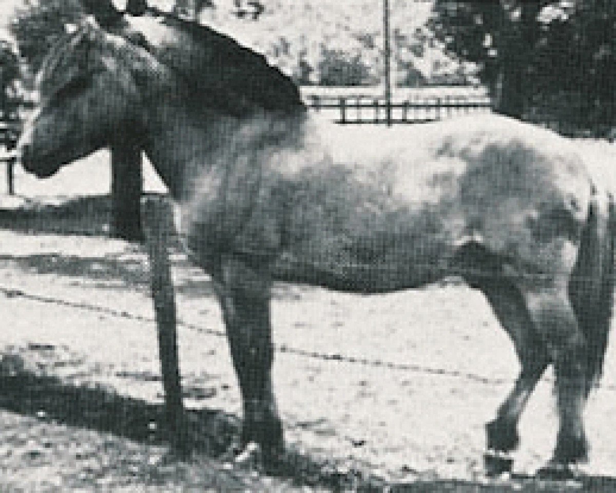 Stallone da monta Westman (Cavallo Fjord, 1948, di Hans D 7)