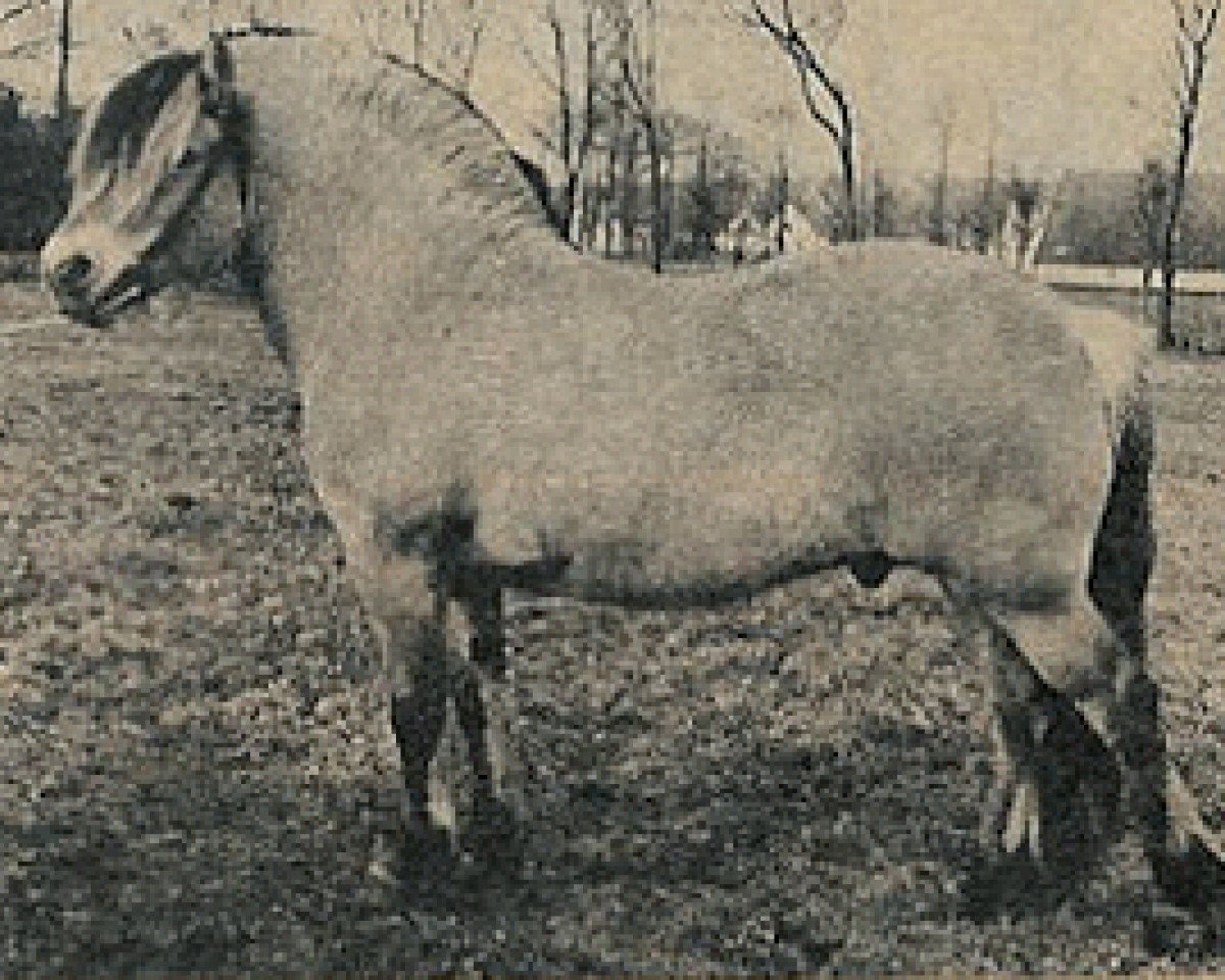 Deckhengst Jesper (Fjordpferd, 1959, von Kåre D 141)
