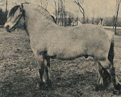 stallion Jesper (Fjord Horse, 1959, from Kåre D 141)