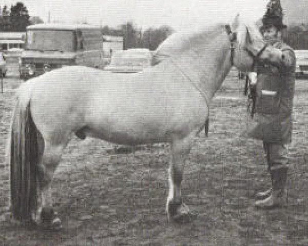 Deckhengst Jærmann N.1788 (Fjordpferd, 1973, von Hosar N.1717)