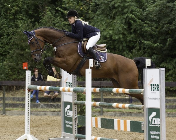 jumper Alabama 55 (Oldenburg, 2006, from Abke 4)