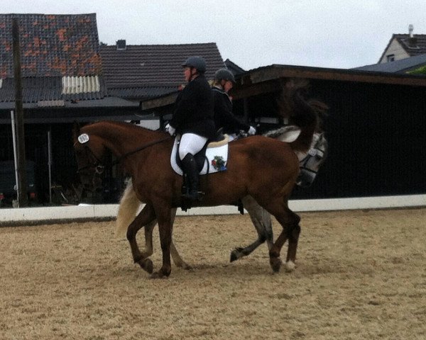 dressage horse D'Esperado 2 (Mecklenburg, 2000, from D'Olympic)