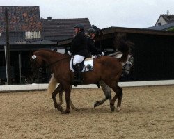 dressage horse D'Esperado 2 (Mecklenburg, 2000, from D'Olympic)