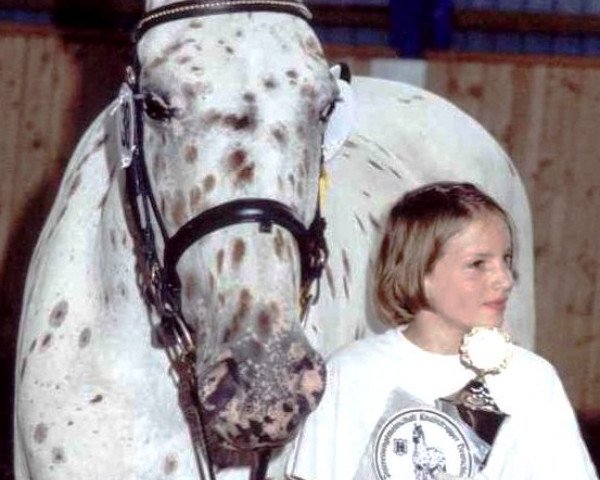 broodmare Merle (Knabstrupper, 1986, from Rasmus af Damgård)