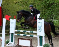jumper Bon Affair B (Westphalian, 2008, from Bravissimo)