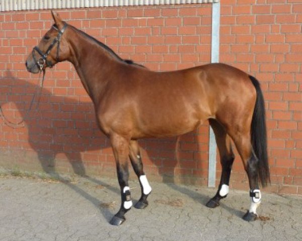 jumper Balouna (Hanoverian, 2007, from Balou du Rouet)