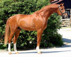 horse Feroxx (Oldenburg, 2013, from For Romance I)