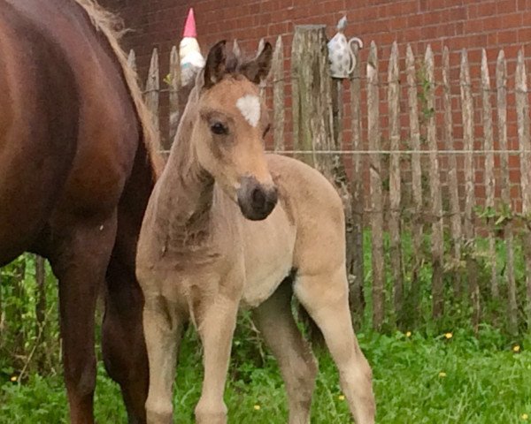 Pferd Marie (Deutsches Reitpony, 2016, von Movie Star)