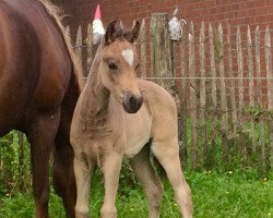 horse Marie (German Riding Pony, 2016, from Movie Star)