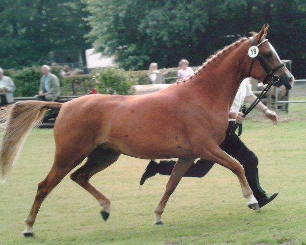 broodmare Juliet (German Riding Pony, 1999, from Jacobspeel's Rocky)
