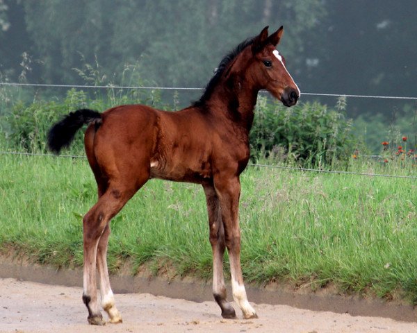 dressage horse Count Louis (Hanoverian, 2016, from Cachassini)