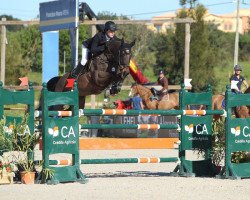 broodmare Sandro Girl Z (Zangersheide riding horse, 2009, from Sandro Beast)