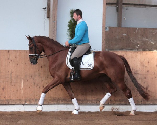 horse Cleveland (Hanoverian, 2012, from Chivas)