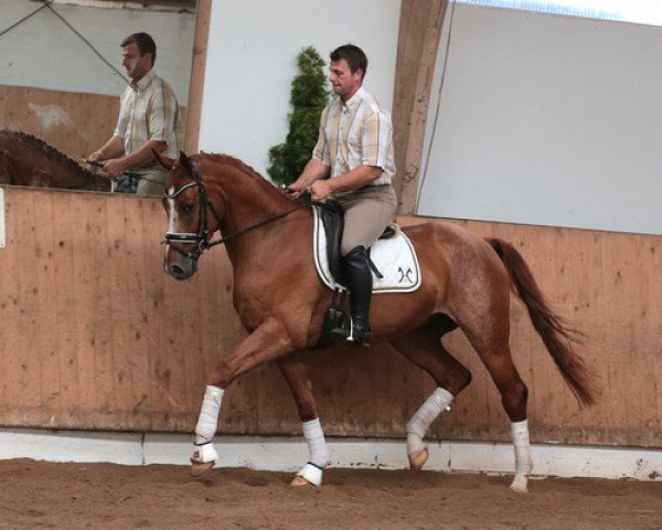 horse Stute von Don Nobless/Rotspon (Hanoverian, 2012, from Don Nobless)