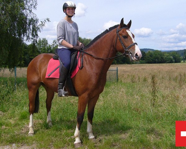 horse Don Pinto (Freiberger, 2012, from Nautilus (9,375% ox))