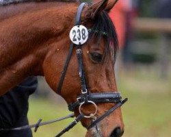 Springpferd Maximus 52 (Rumänisches Warmblut, 2002, von Tam-Tam)