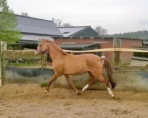 horse Doppelkeks (German Riding Pony, 2012, from FS Daddy Cool)