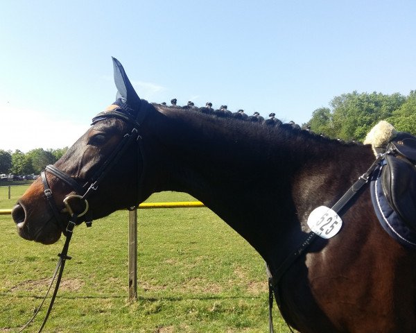 broodmare Tequila Gold 2 (Oldenburg, 2011, from Toulouse)