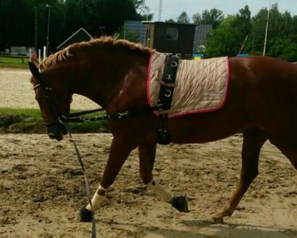 dressage horse Spanish Diamond Dream (Pura Raza Espanola (PRE), 2012)