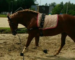 dressage horse Spanish Diamond Dream (Pura Raza Espanola (PRE), 2012)
