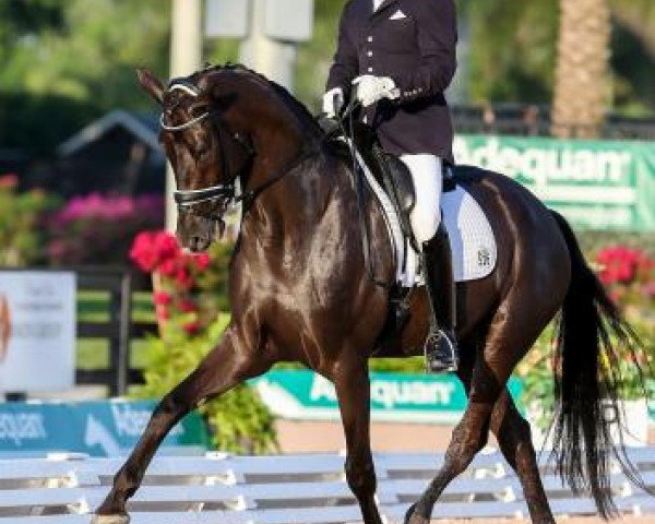 dressage horse Lucky Strike (Hanoverian, 2010, from Lord Laurie)
