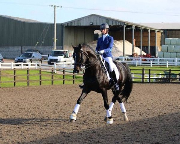 Hest Eldorado (KWPN (Hollandsk Varmblod), 2009, fra Special D) - Eldorado