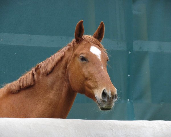 dressage horse Ginger 862 (unknown, 2005) dressage horse Ginger 862 (unknown, 2005)