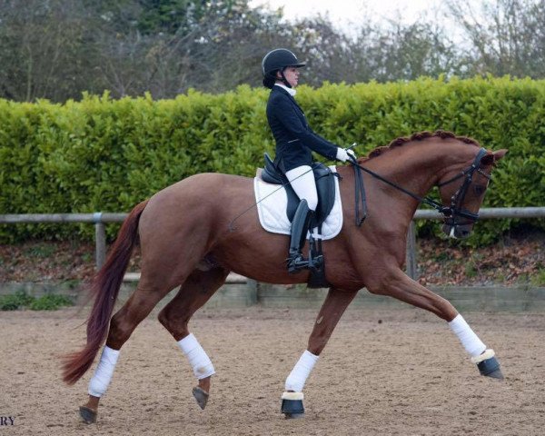 dressage horse Diamondgio (Oldenburg, 2011, from Diamo Gold)
