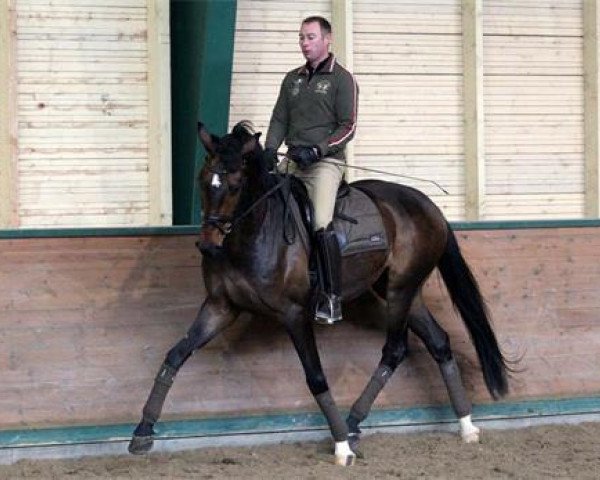 dressage horse Slaebaekgaard's Santino (Danish Warmblood, 2009, from Sir Donnerhall I)
