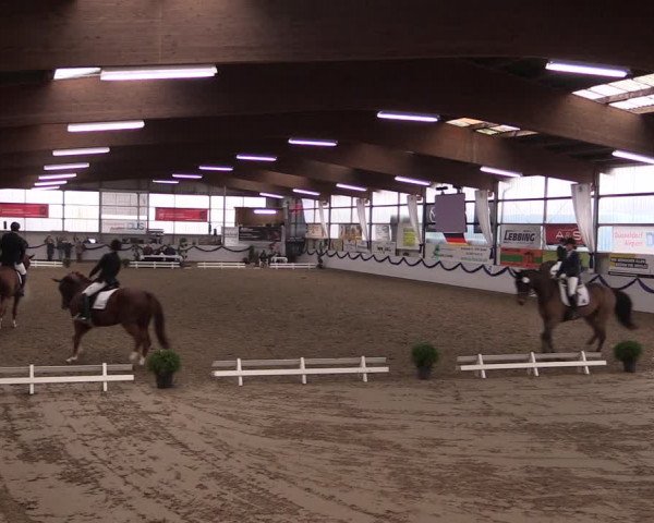 Reitturnier Rhede-Krommert 2019