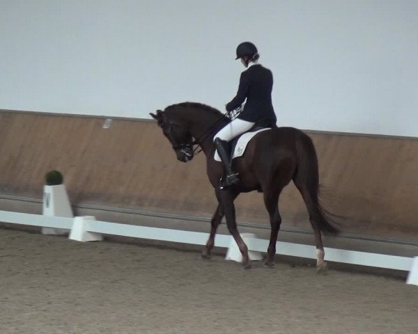 Reitturnier Freudenberg 2019