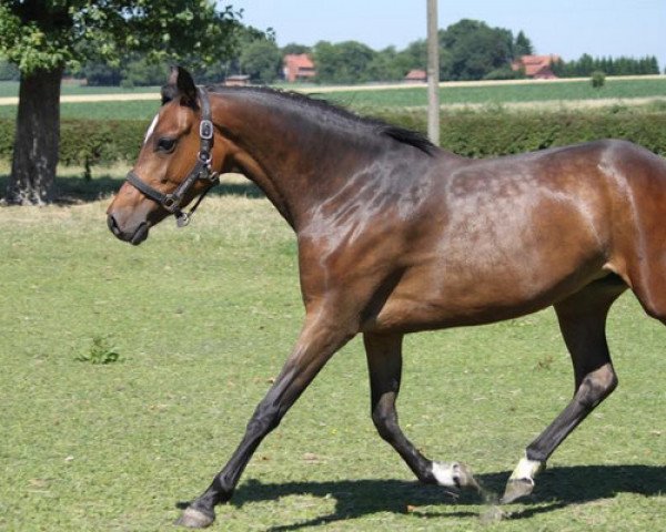 horse Jiggadee (German Riding Pony, 2010, from Vincente)