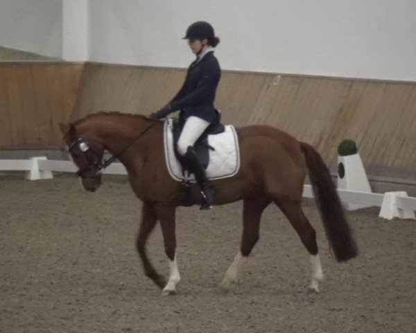 Reitturnier Freudenberg 2019