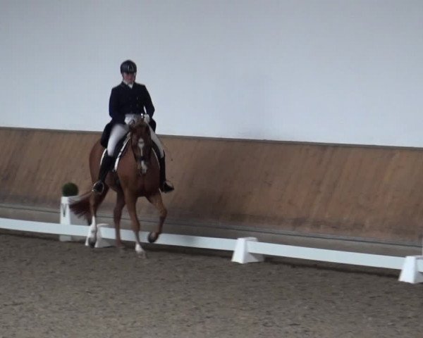 Reitturnier Freudenberg 2019