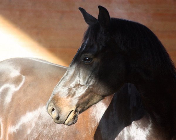 Pferd Rubino (Hannoveraner, 2006, von Rubinero 2)